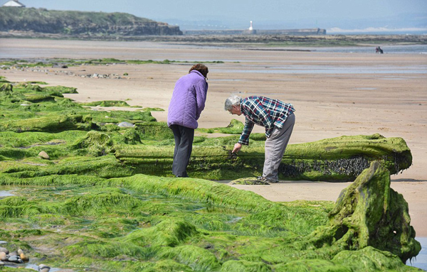 英北海退潮惊现7000年前人类足迹