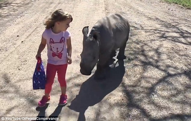 肯尼亚3岁女童与幼年犀牛亲密互动