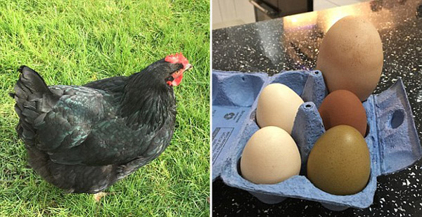 英国一母鸡生下200克重巨蛋破纪录
