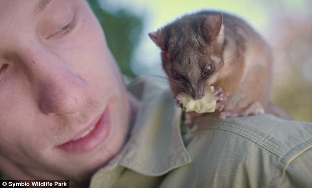 澳动物园饲养员与负鼠情谊深厚堪比“兄弟”
