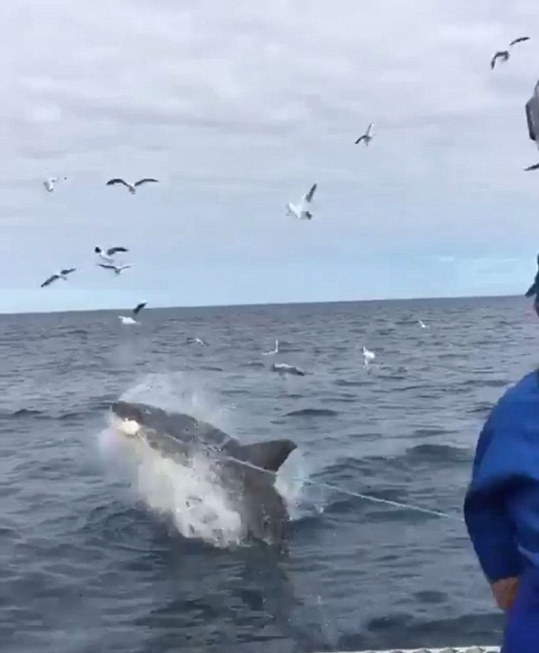 惊险！澳海湾游客目睹大白鲨跃出水面画面