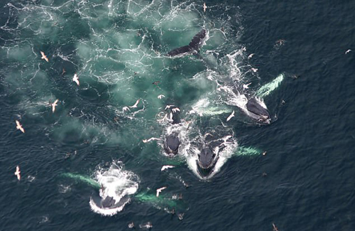 不可思议！濒危座头鲸大量聚集引人惊叹