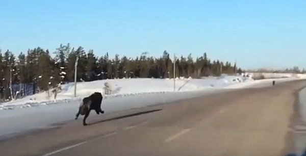 “与狼共奔”！加拿大两黑狼高速公路上与车赛跑