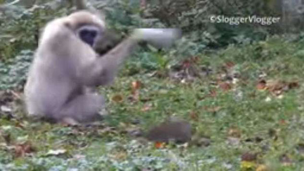 英动物园出现老鼠 两长臂猿反应激烈令人捧腹