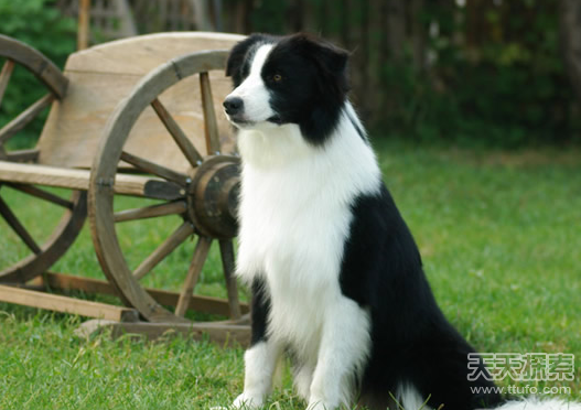 盘点世界十大中型犬排名 最值得养的中型犬