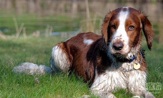 盘点世界十大中型犬排名 最值得养的中型犬