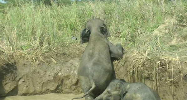 斯里兰卡小象和母象被困井中两日后成功获救