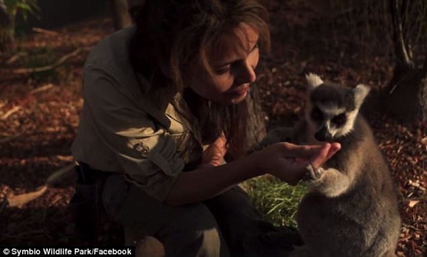 澳动物园狐猴吃葡萄晒太阳生活悠闲