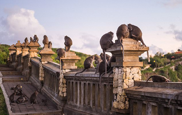 印尼猕猴偷窃财物竟要挟游客用食物换回