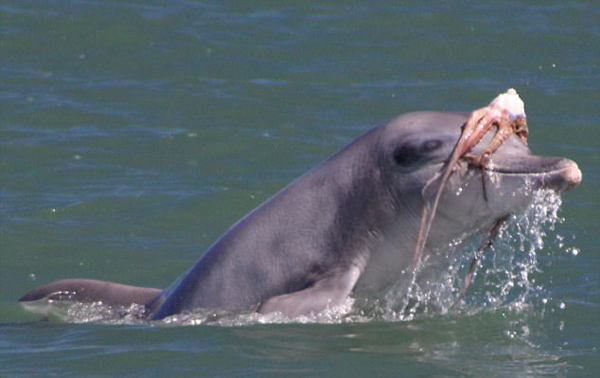 有勇无谋！澳海域一海豚捕食章鱼竟被憋死
