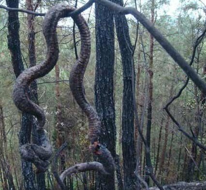 巴中蟒蛇被雷击引发山火事件