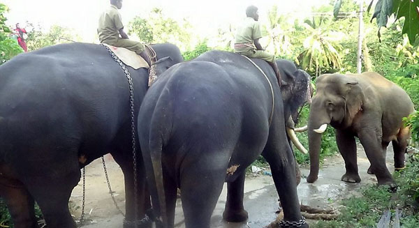 印度狂暴大象两年内杀9人被送往训练中心