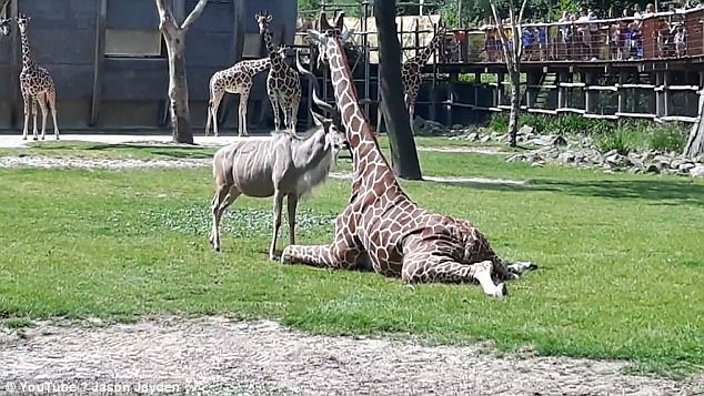 稀奇！荷兰动物园羚羊勇敢挑战高大长颈鹿