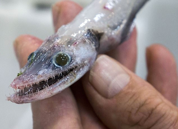 澳海域惊现雌雄同体蜥鱼 形状怪异牙齿锋利