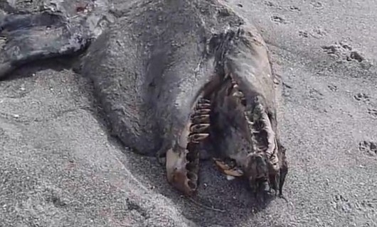 伦蒂湾海滩出现一具神秘海怪尸体