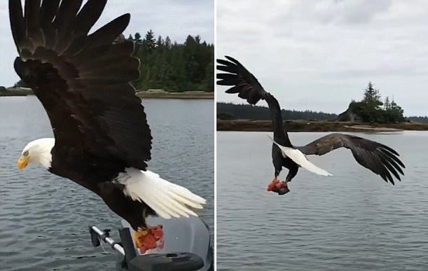 加拿大渔民记录老鹰俯冲至渔船叼走猎物瞬间