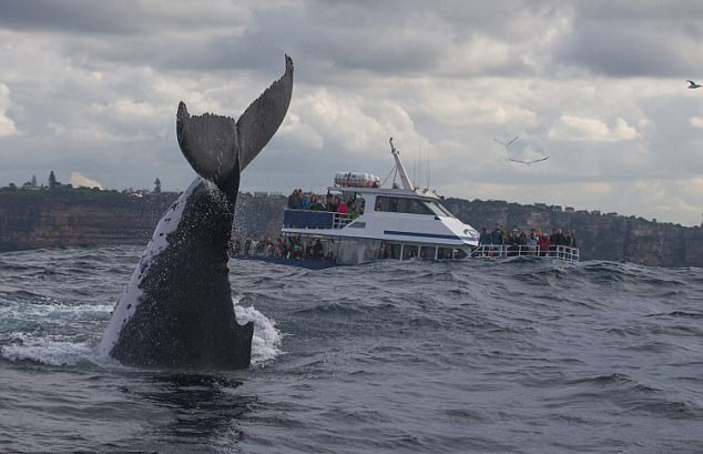罕见！澳座头鲸水中炫倒立特技引游客围观