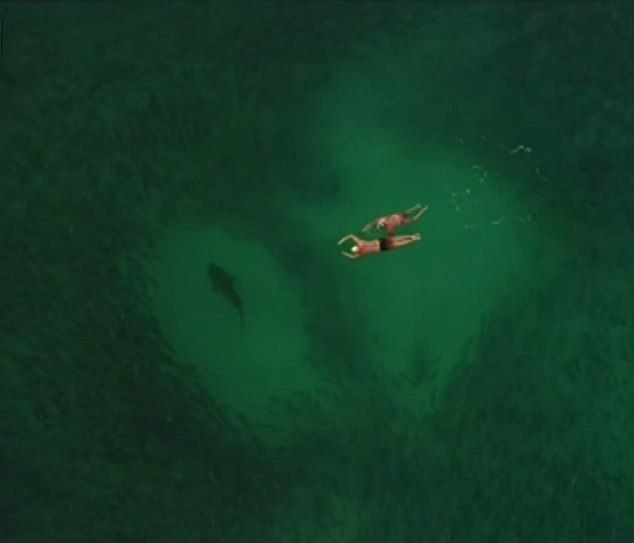 无人机航拍鲨鱼群 两潜水者“与之共舞”