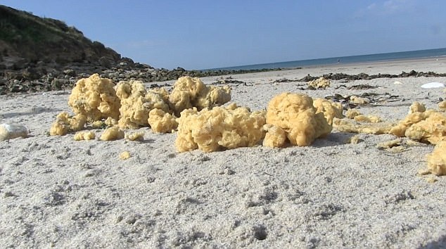 法海岸覆满黄色海绵状不明物体 疑似石油制品
