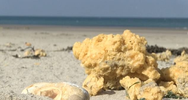 法海岸覆满黄色海绵状不明物体 疑似石油制品