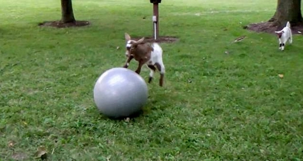 美小山羊玩转健身球 画面欢闹逗趣惹人爱