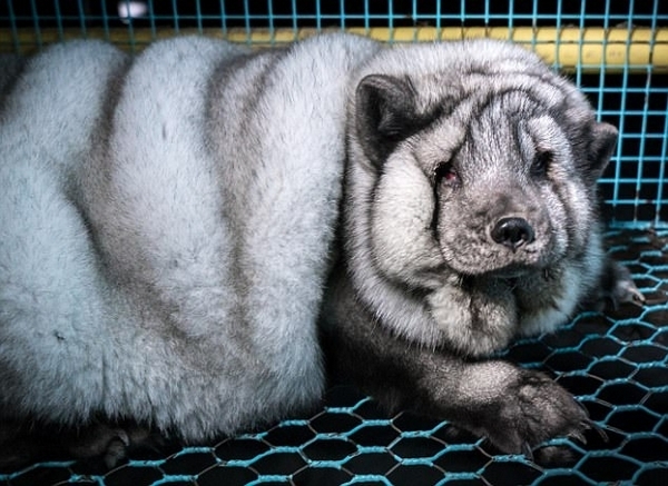 芬兰狐狸养殖场遭曝光 环境恶劣手段残忍