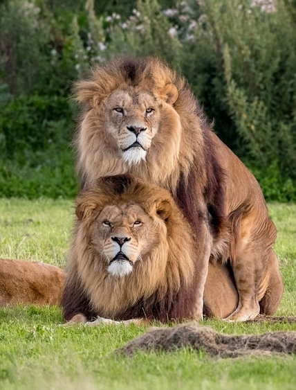 英动物园两雄狮“亲密互动”无视母狮 场面尴尬