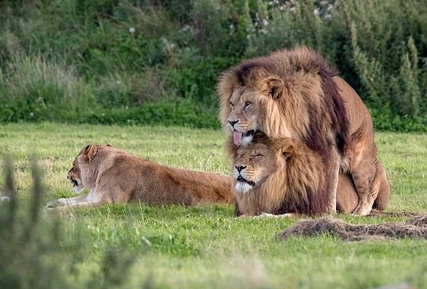 英动物园两雄狮“亲密互动”无视母狮 场面尴尬