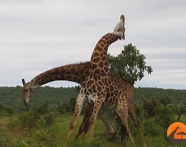 南非两雄性长颈鹿为争夺交配权展开激烈“脖斗”