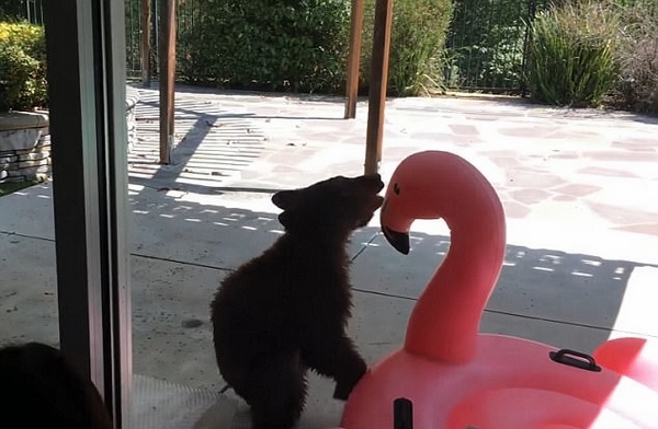 美国小棕熊造访私家庭院和充气玩具玩摔跤