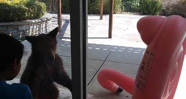 美国小棕熊造访私家庭院和充气玩具玩摔跤