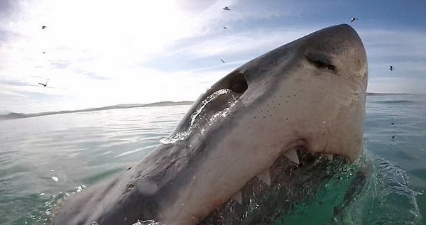 惊魂！南非大白鲨张血盆大口仅与潜水员咫尺之隔