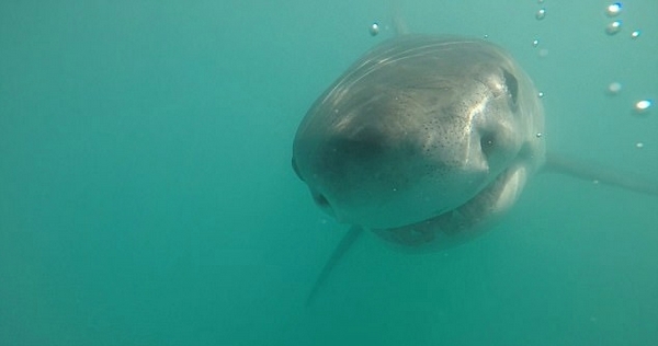 惊魂！南非大白鲨张血盆大口仅与潜水员咫尺之隔