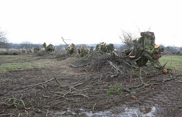 英农民为报复被征地砍倒200棵古树 遭罚款90万元