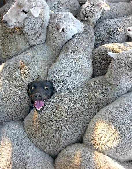 蠢萌！澳牧羊犬被困羊群 表情滑稽爆红网络