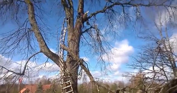 尴尬！园丁锯树时因掉落树枝砸坏长梯被困树上