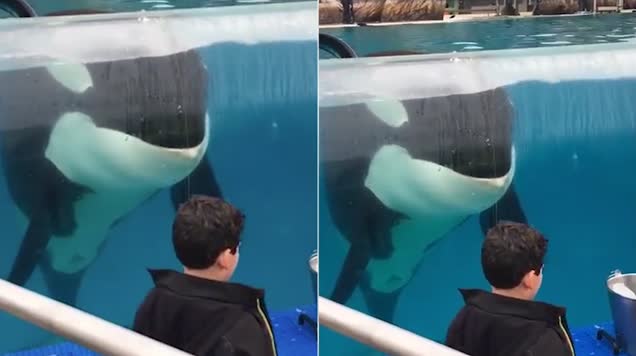 难以置信！美动物园虎鲸竟模仿小男孩转圈