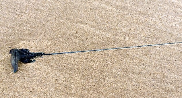 澳海滩出现僧帽水母 触手超过5米