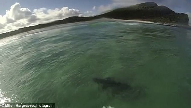 惊险！澳19岁少年海上冲浪遇鲨鱼随行