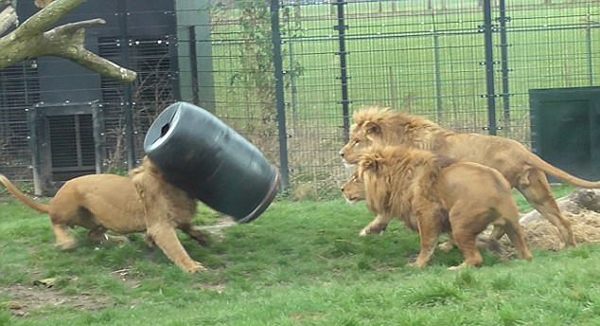 荷兰雄狮为觅食将头卡在大桶内 惊慌失措囧态百出