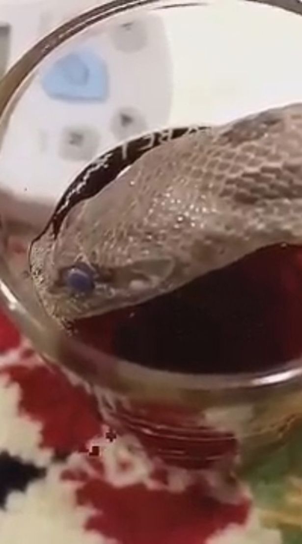 滑稽！沙特男子训练宠物蛇用茶杯喝水