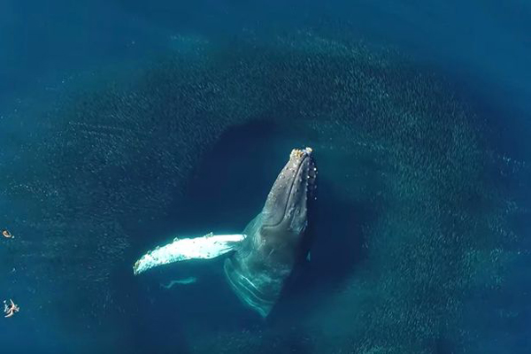 美加州近海座头鲸惊鸿一跃：追逐鱼群翻筋斗