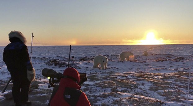 加拿大游客近距离观赏北极熊母子漫步