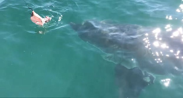 惊魂！美垂钓者被4.6米长大白鲨绕船围观