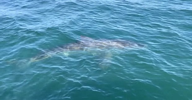 惊魂！美垂钓者被4.6米长大白鲨绕船围观