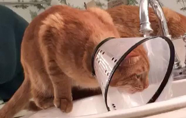 滑稽！小猫脖戴保护罩在水龙头下喝水