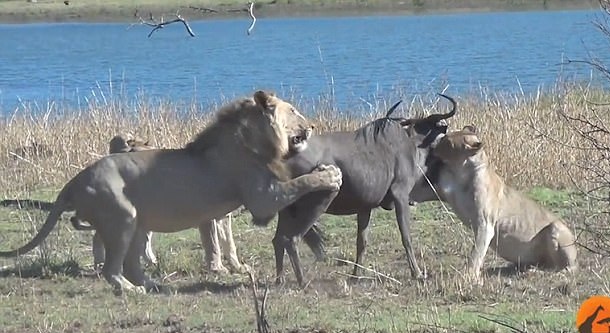 南非怀孕母角马逃跑路线错误惨遭狮群袭击