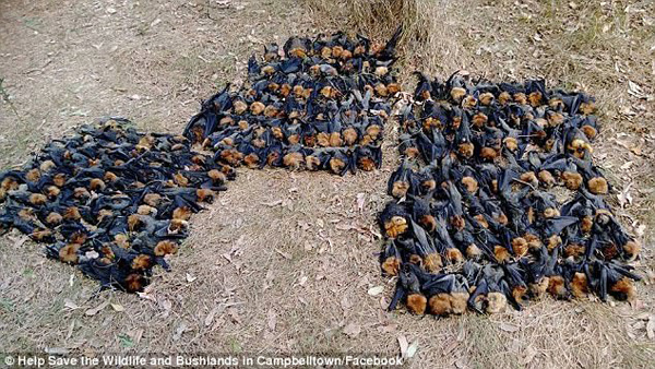 悉尼迎来地狱般高温 数千狐蝠被活活“烧”死