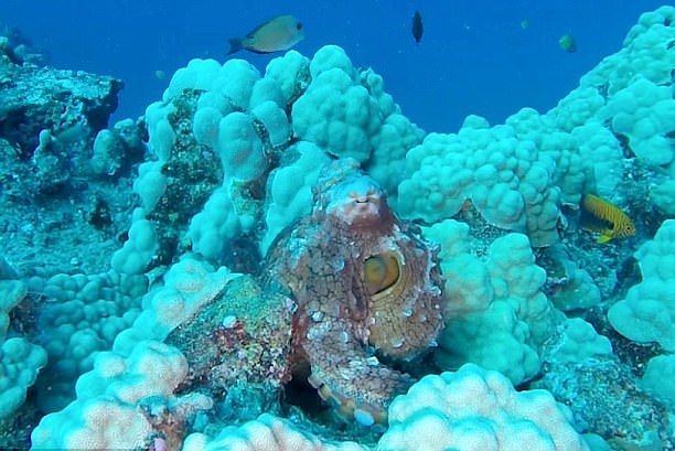 神奇！实拍夏威夷章鱼变色变态防御过程