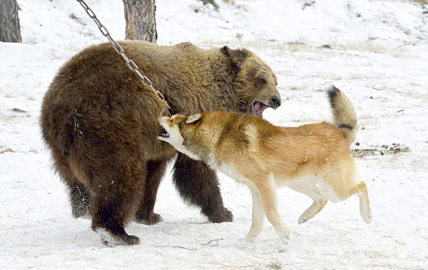 残忍！俄“诱饵站”用野生动物引诱训练猎犬
